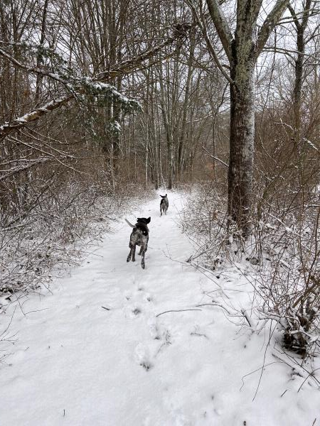 /Images/uploads/Southeast German Shorthaired Pointer Rescue/segspcalendarcontest/entries/33578.jpg